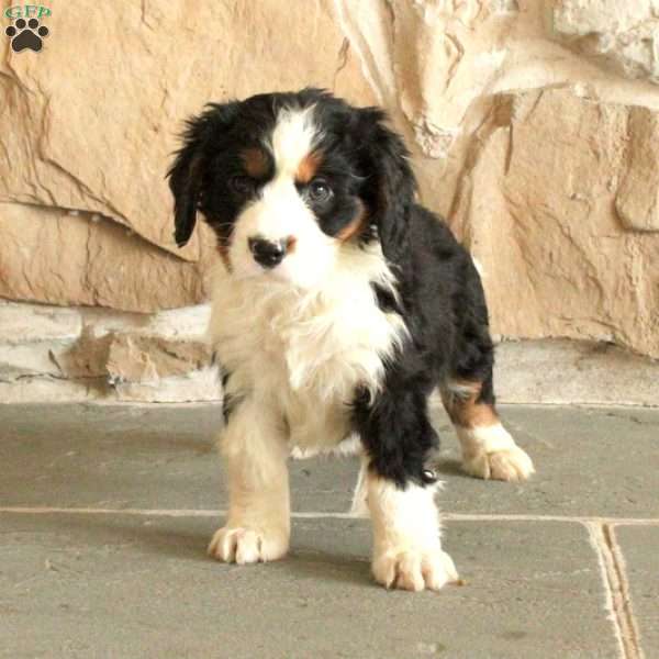 Sherry, Miniature Bernese Mountain Dog Puppy