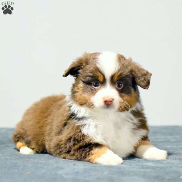Shilo, Miniature Australian Shepherd Puppy