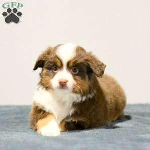 Shilo, Miniature Australian Shepherd Puppy