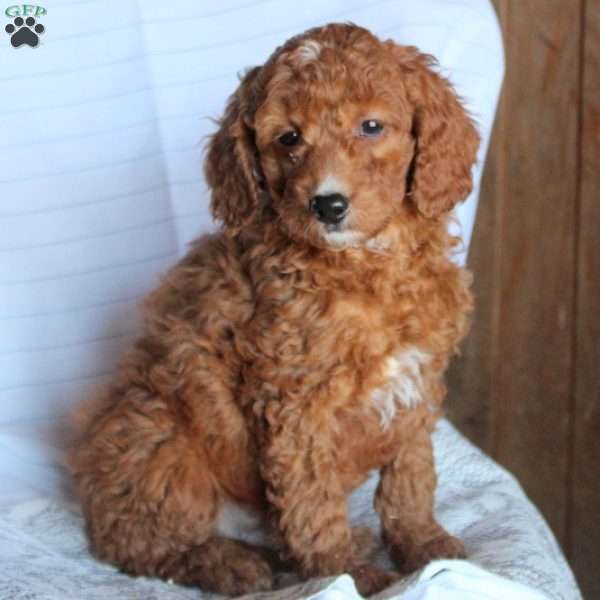Sid, Goldendoodle Puppy
