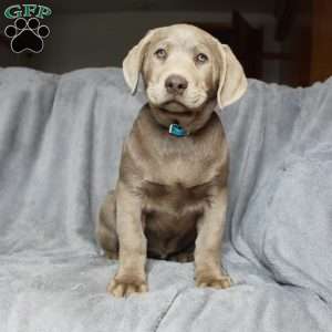 Sky, Silver Labrador Retriever Puppy