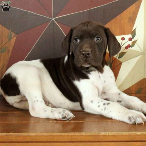Smith, German Shorthaired Pointer Puppy