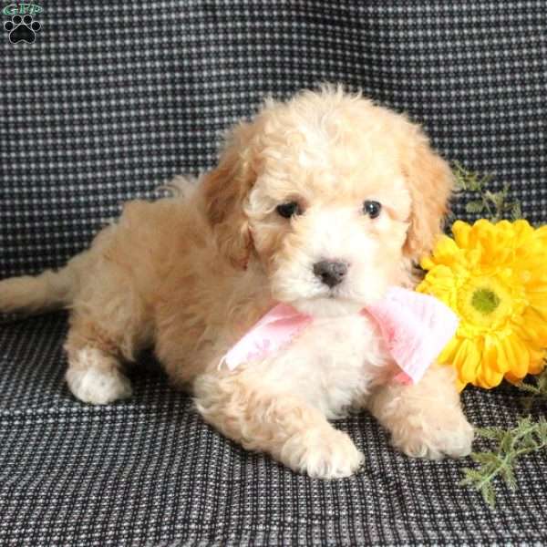 Snickers, Miniature Poodle Puppy