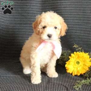 Snickers, Miniature Poodle Puppy