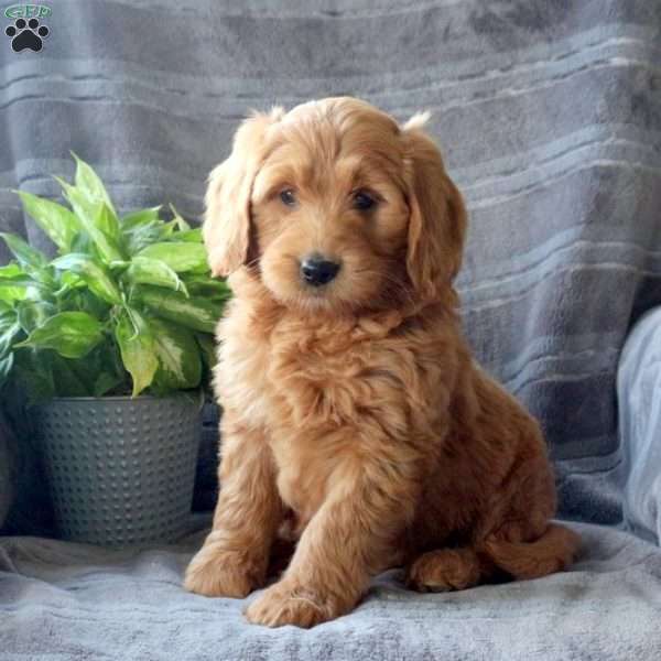 Snickers, Mini Goldendoodle Puppy