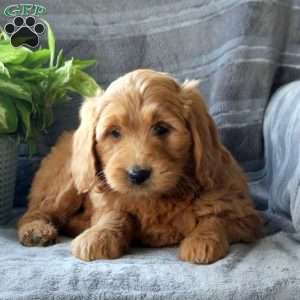 Snickers, Mini Goldendoodle Puppy