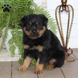 a Rottweiler puppy named Sparkles