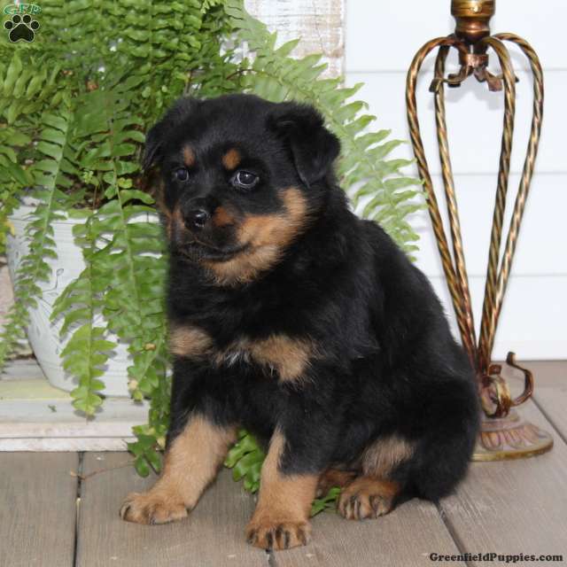 Sparkles - Rottweiler Puppy For Sale in Pennsylvania