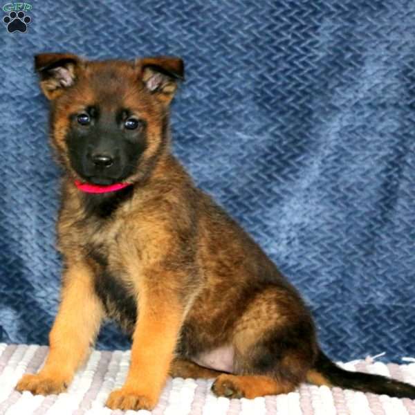 Special, Belgian Malinois Mix Puppy