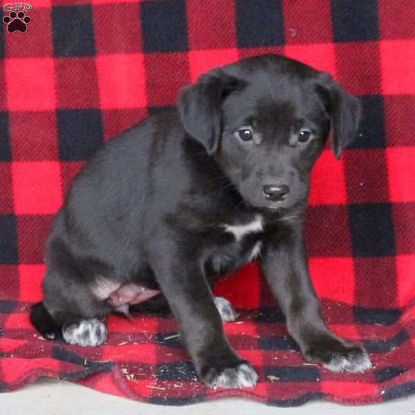 Stacy, Labrador Mix Puppy