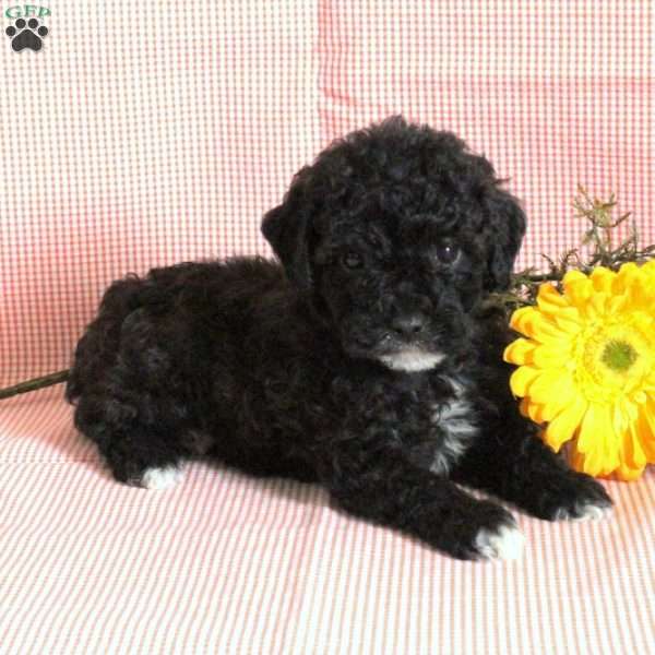 Star, Miniature Poodle Puppy