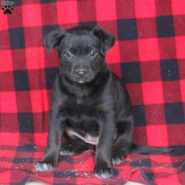 Stella, Labrador Mix Puppy
