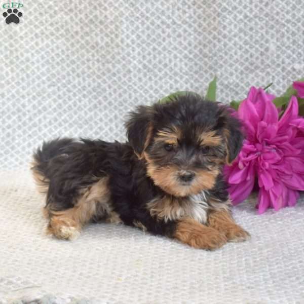 Summer, Morkie / Yorktese Puppy