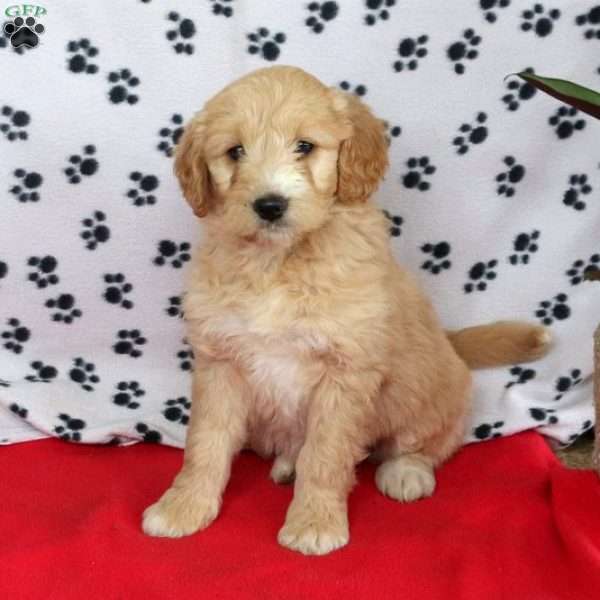 Sunshine, Mini Goldendoodle Puppy
