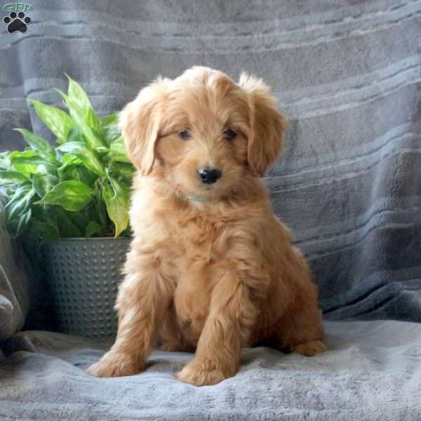Surprise, Mini Goldendoodle Puppy