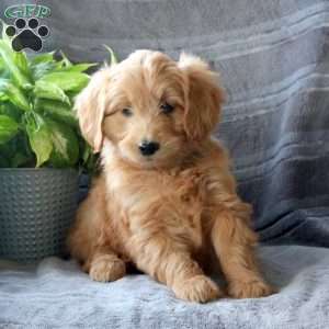 Surprise, Mini Goldendoodle Puppy