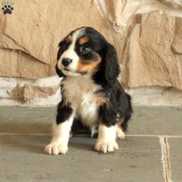 Susie, Miniature Bernese Mountain Dog Puppy