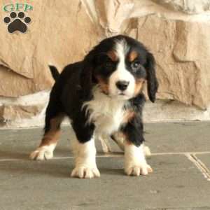 Susie, Miniature Bernese Mountain Dog Puppy