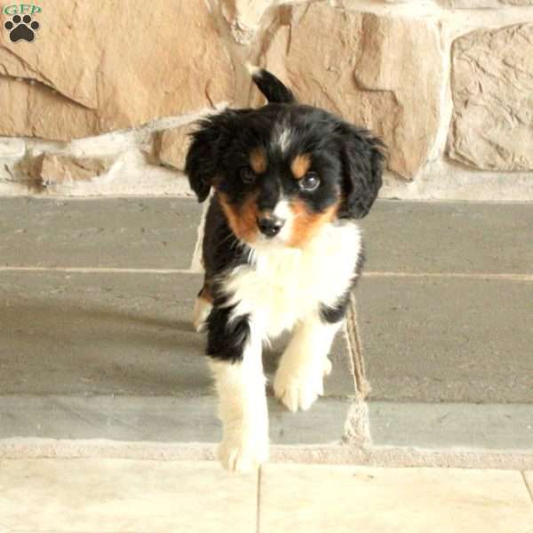 Sweetie, Miniature Bernese Mountain Dog Puppy