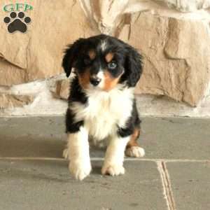 Sweetie, Miniature Bernese Mountain Dog Puppy