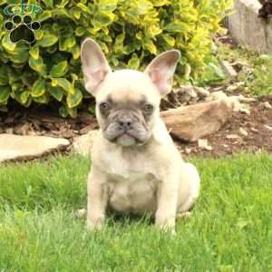 French Bulldog Puppies For Sale - Greenfield Puppies