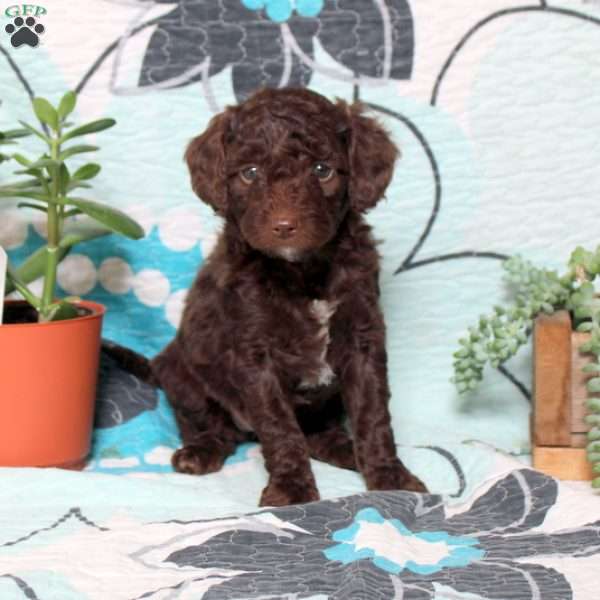 Taelynn, Mini Labradoodle Puppy