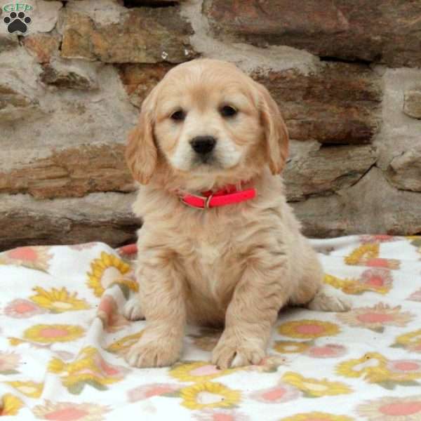 Taffy, Miniature Golden Retriever Puppy