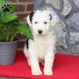 Taffy, Sheepadoodle Puppy