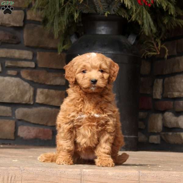 Tansy, Mini Goldendoodle Puppy