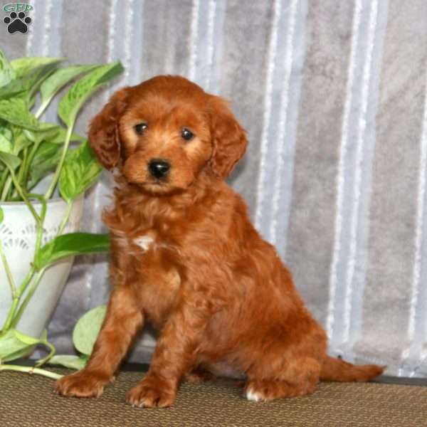 Taryn, Mini Goldendoodle Puppy