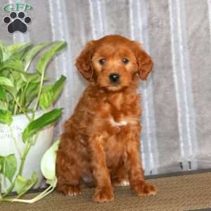 Taryn, Mini Goldendoodle Puppy