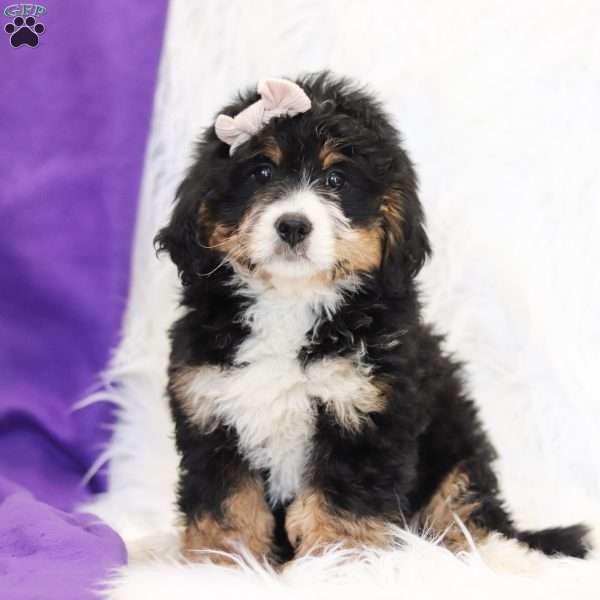 Taytum, Mini Bernedoodle Puppy