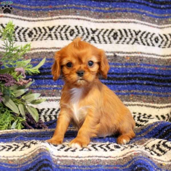 Teddy, Cavalier King Charles Spaniel Puppy