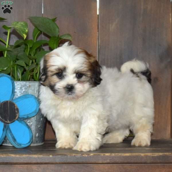 Teddy, Mal-Shi Puppy