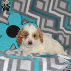 Teddy, Miniature Poodle Mix Puppy