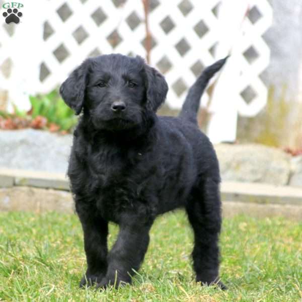 Teresa, Labradoodle Puppy