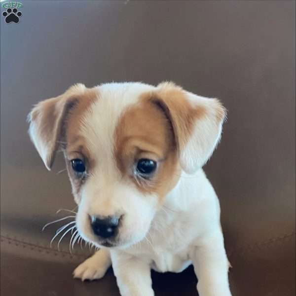 Charlotte, Jack Russell Terrier Puppy