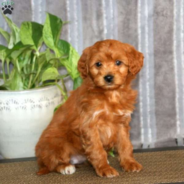 Thelma, Mini Goldendoodle Puppy