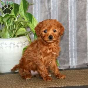 Thelma, Mini Goldendoodle Puppy