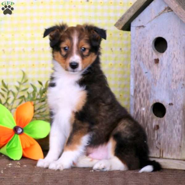 Timmy, Sheltie Puppy