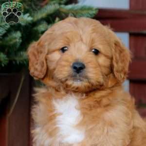 Timmy, Mini Goldendoodle Puppy
