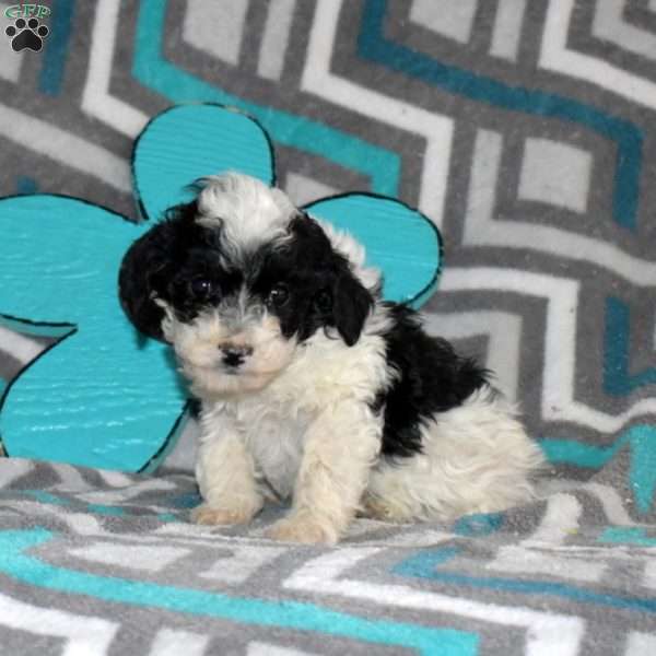 Tina, Miniature Poodle Mix Puppy