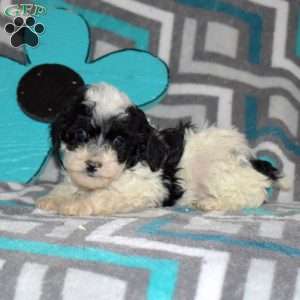 Tina, Miniature Poodle Mix Puppy
