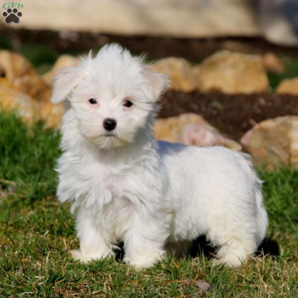 Tina, Maltese Puppy