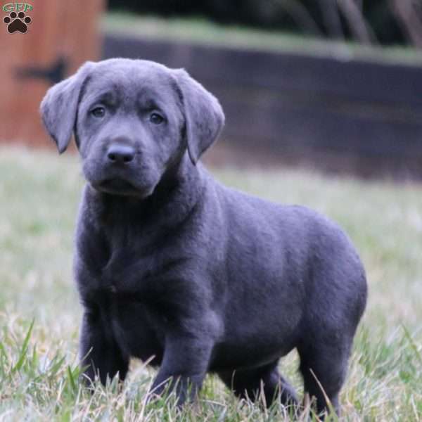 Tina, Charcoal Labrador Retriever Puppy
