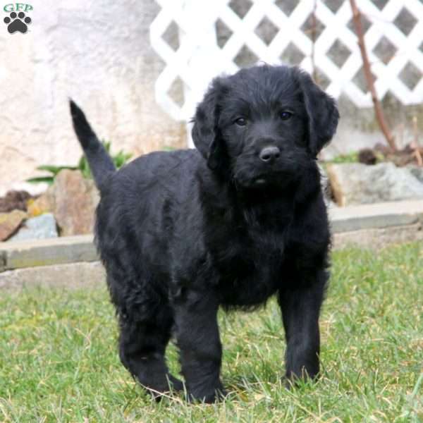 Tina, Labradoodle Puppy