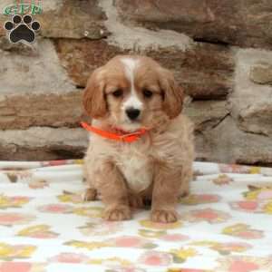 Tito, Miniature Golden Retriever Puppy