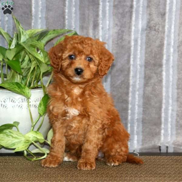 Tito, Mini Goldendoodle Puppy