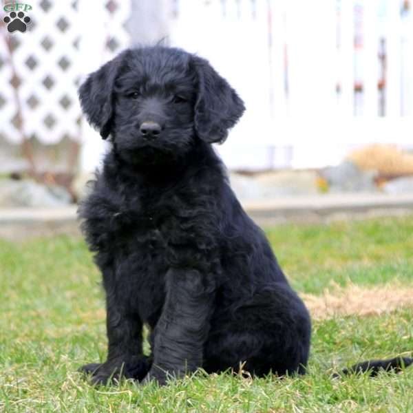 Titus, Labradoodle Puppy