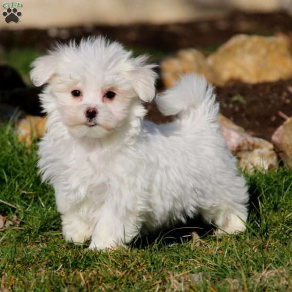 Toby, Maltese Puppy